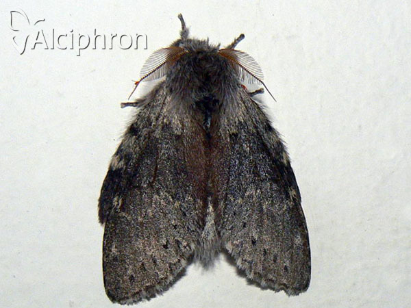 Stauropus fagi