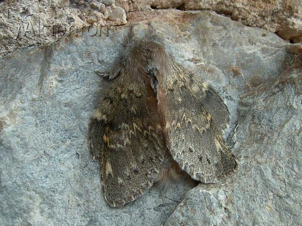 Stauropus fagi