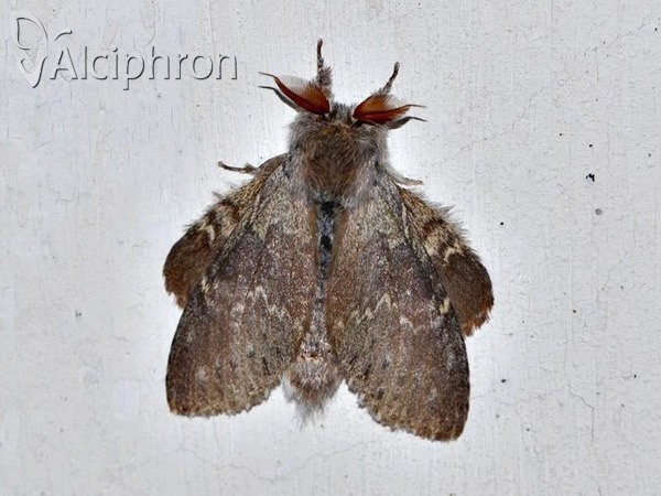 Stauropus fagi