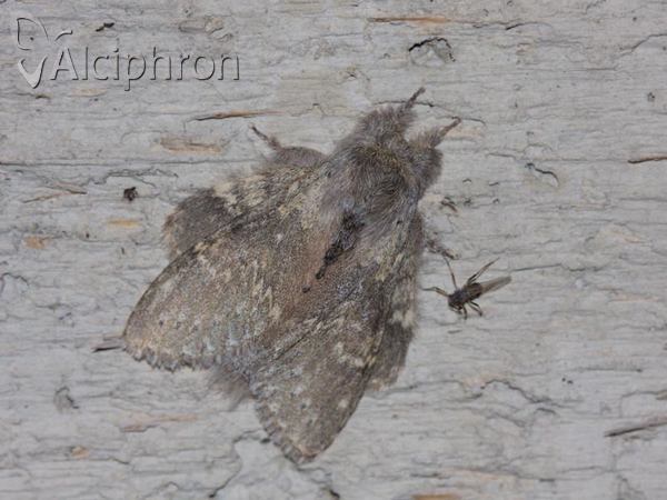 Stauropus fagi