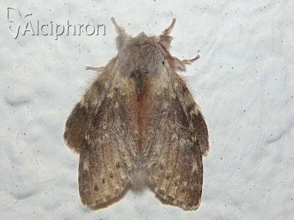 Stauropus fagi