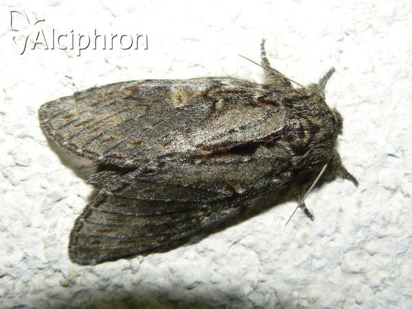 Peridea anceps
