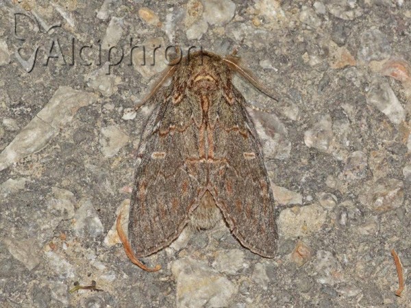 Peridea anceps