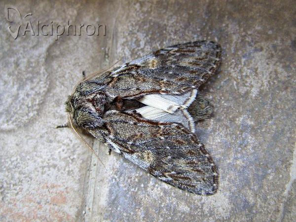 Peridea anceps