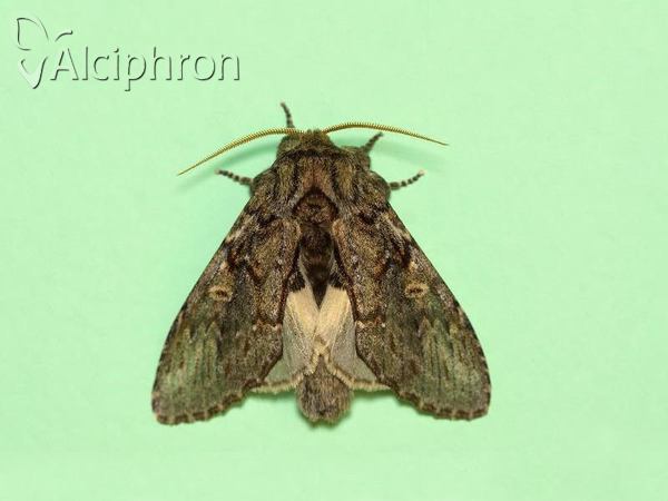Peridea anceps