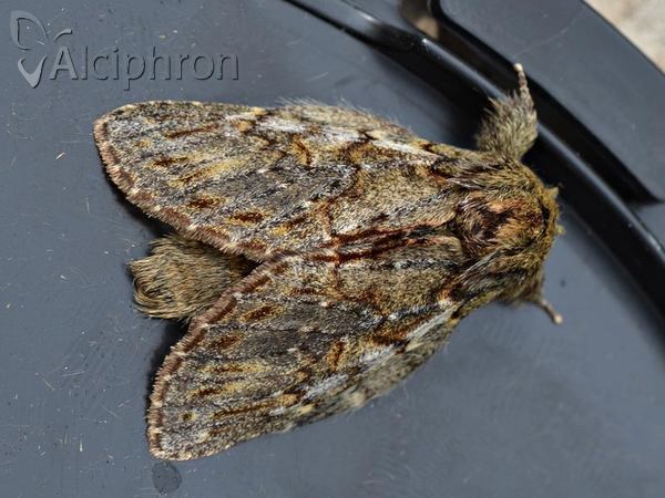 Peridea anceps