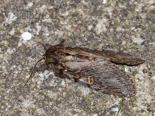 Peridea anceps
