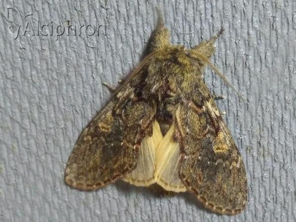 Peridea anceps