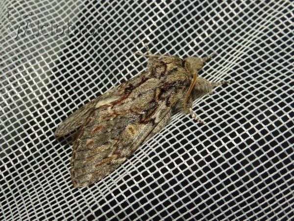 Peridea anceps