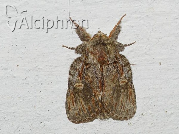 Peridea anceps