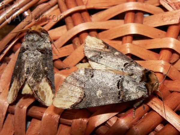 Phalera bucephala