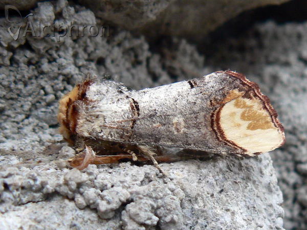 Phalera bucephala