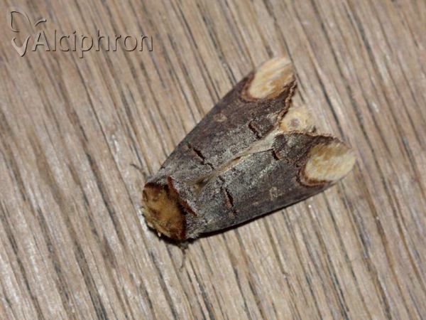 Phalera bucephala