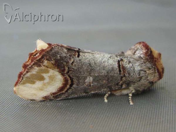 Phalera bucephala