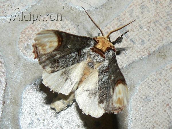 Phalera bucephala