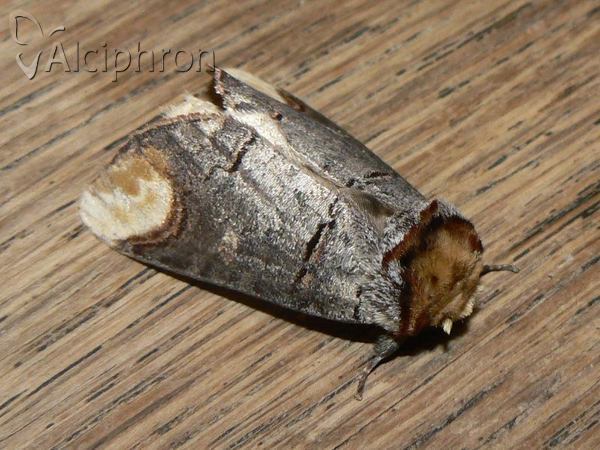 Phalera bucephala