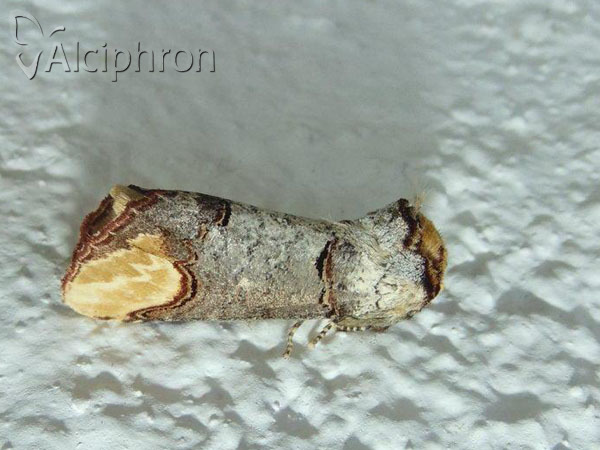 Phalera bucephala