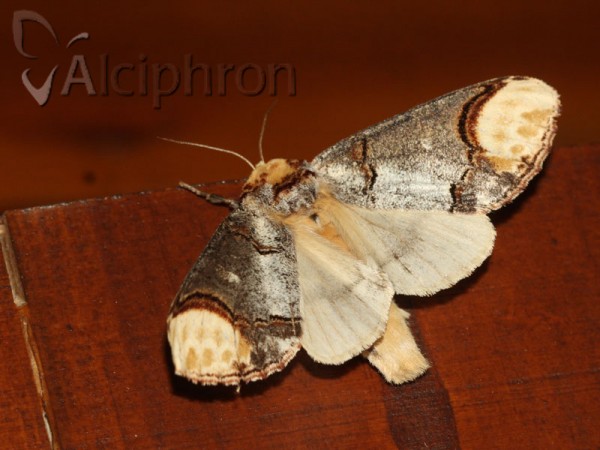 Phalera bucephala