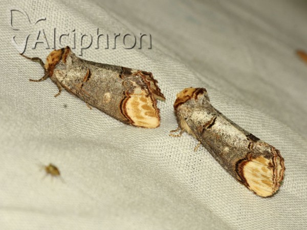 Phalera bucephala