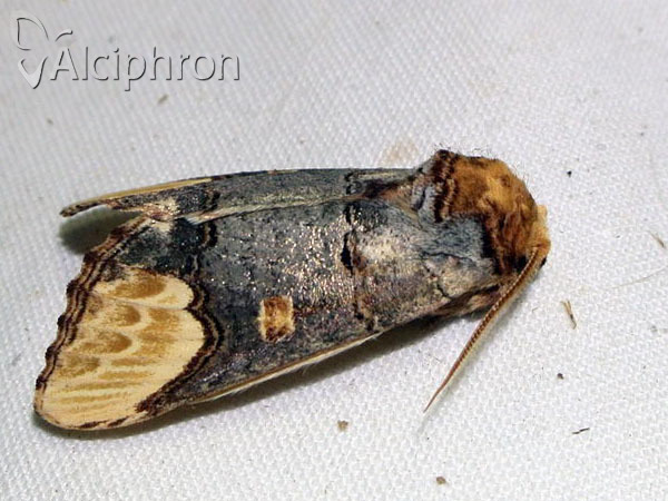 Phalera bucephaloides
