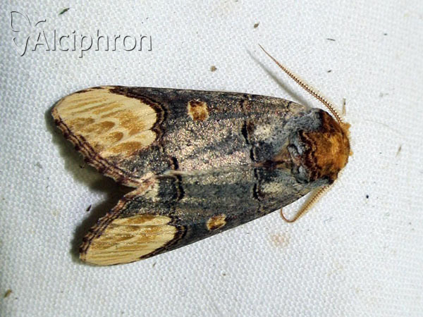 Phalera bucephaloides