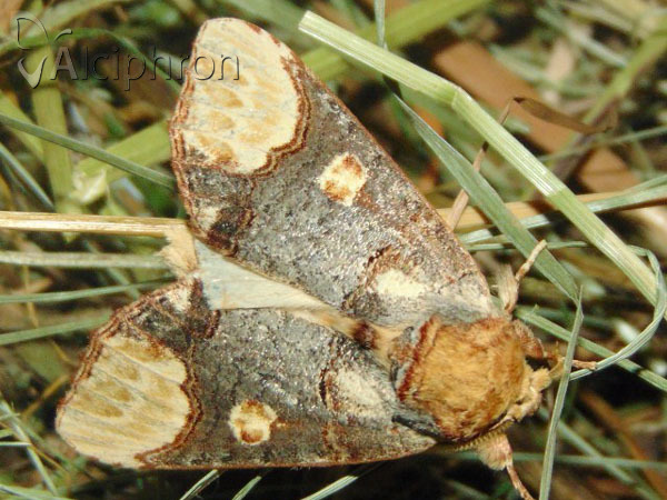 Phalera bucephaloides