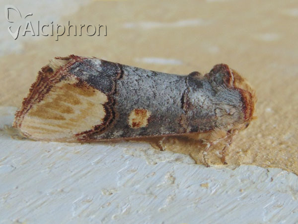 Phalera bucephaloides
