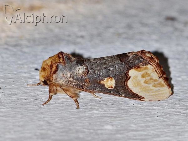 Phalera bucephaloides