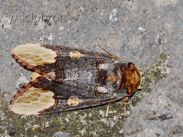 Phalera bucephaloides