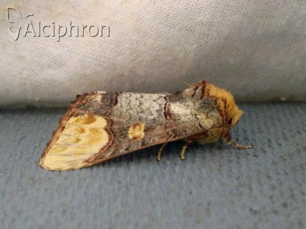 Phalera bucephaloides