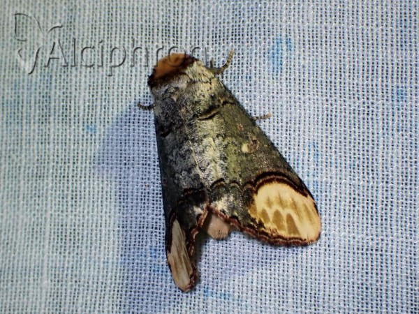 Phalera bucephaloides