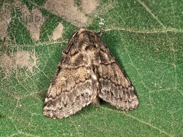 Gluphisia crenata