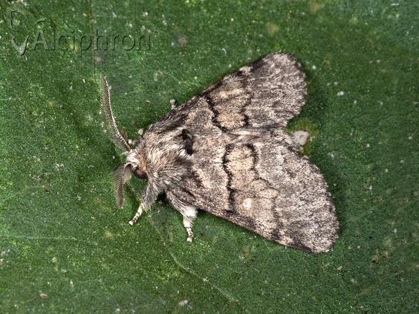Gluphisia crenata