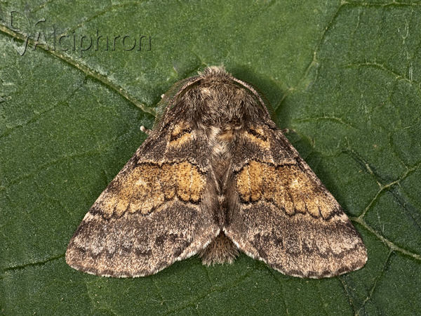Gluphisia crenata