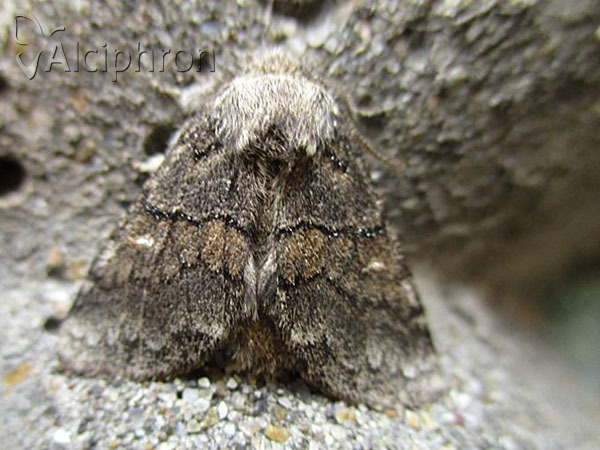 Gluphisia crenata