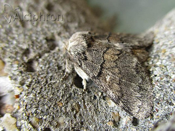 Gluphisia crenata