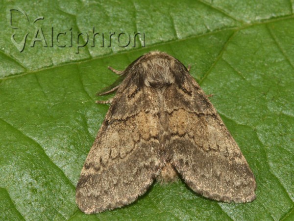 Gluphisia crenata