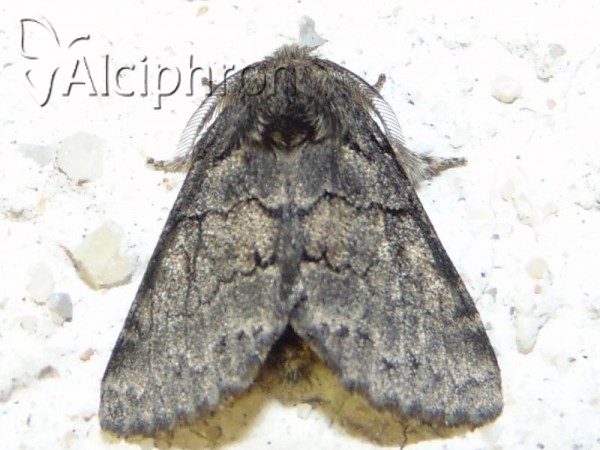 Gluphisia crenata