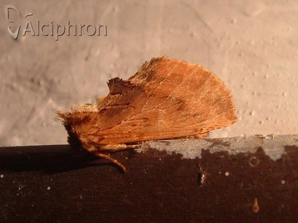 Ptilodon capucina