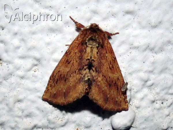 Ptilodon capucina