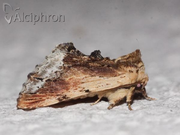 Ptilodon cucullina