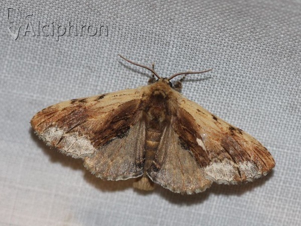 Ptilodon cucullina