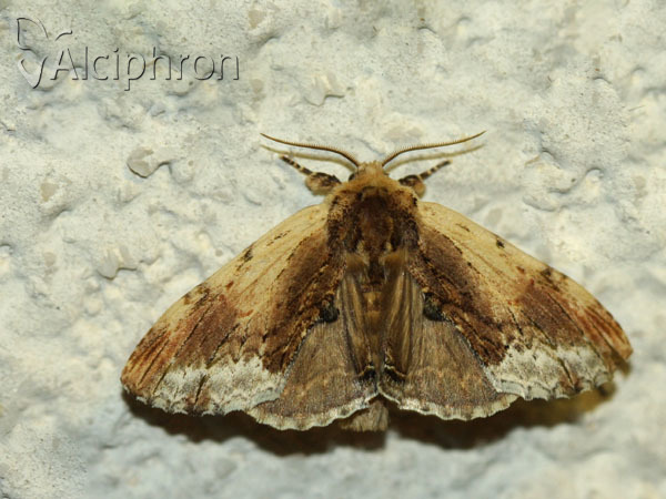 Ptilodon cucullina