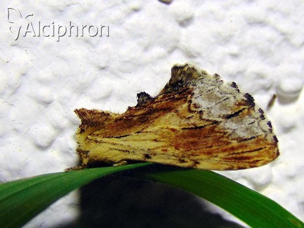 Ptilodon cucullina