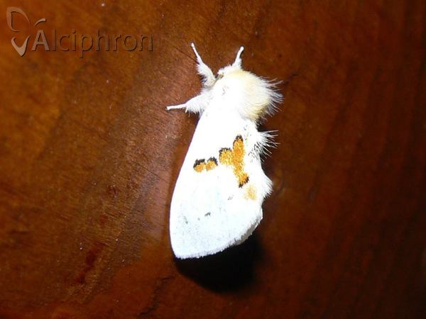 Leucodonta bicoloria