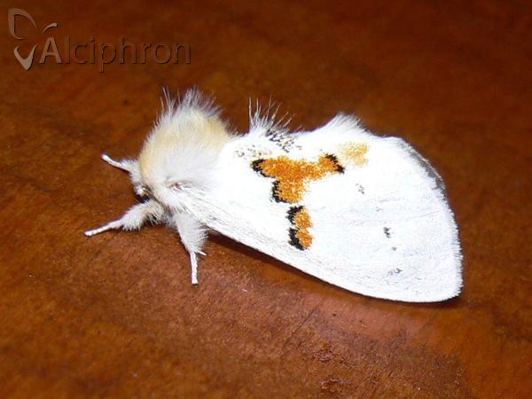 Leucodonta bicoloria