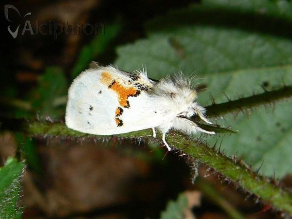 Leucodonta bicoloria