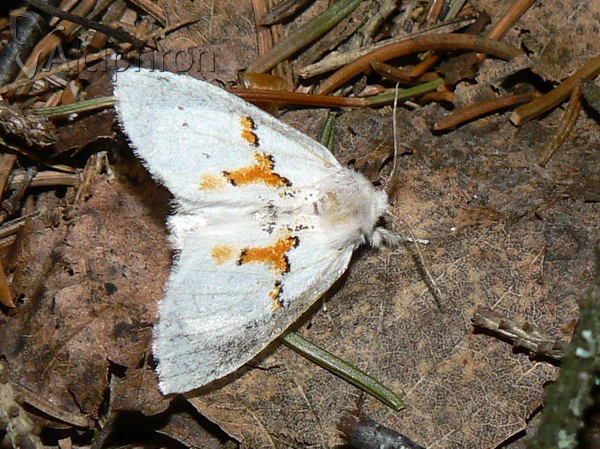 Leucodonta bicoloria