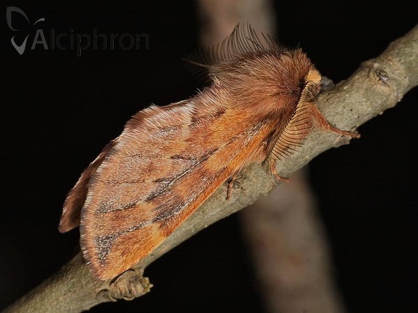 Ptilophora plumigera