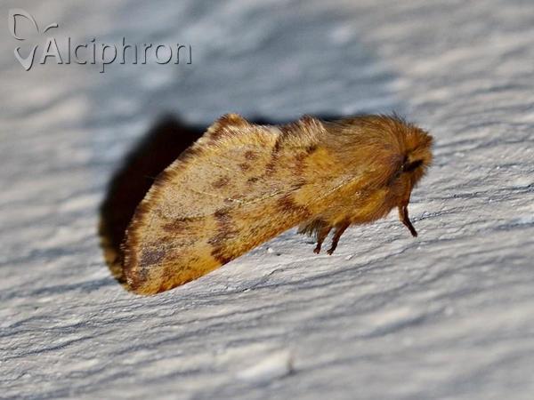 Ptilophora plumigera